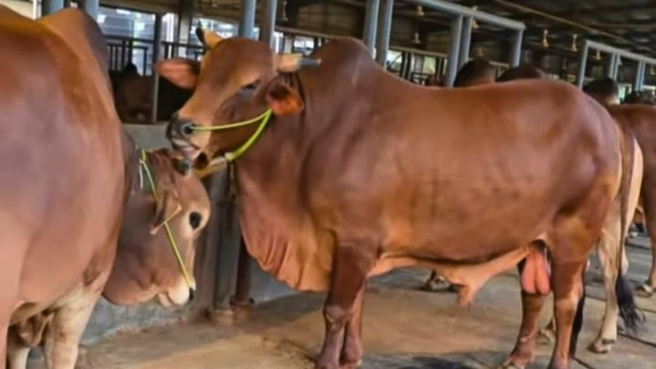 খামারে পশু কেনায় আগ্রহ বাড়ছে ক্রেতাদের