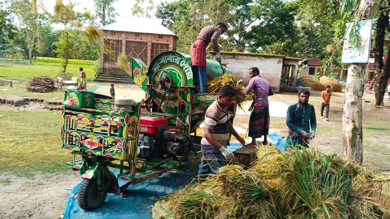 বাম্পার ফলন হলেও ধানে লোকসান গুনছেন কৃষক