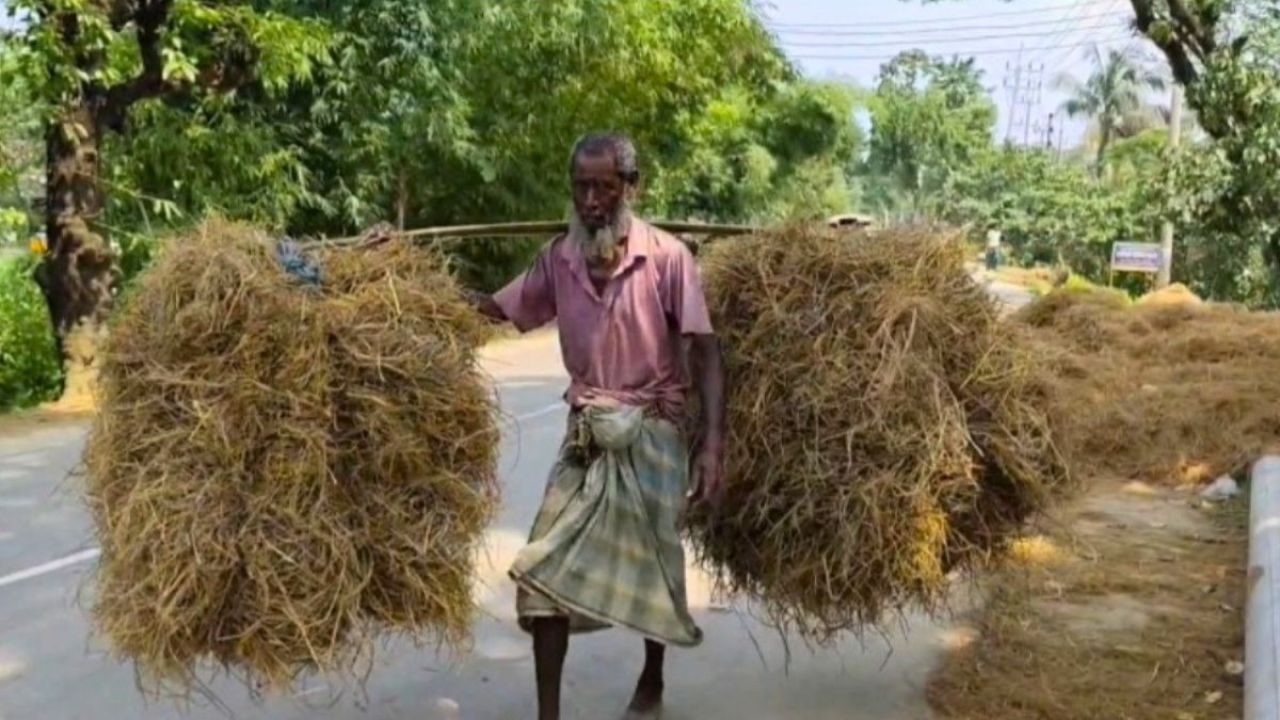 গো-খাদ্য সংকটে গরু বেচছেন হাওরের খামারি