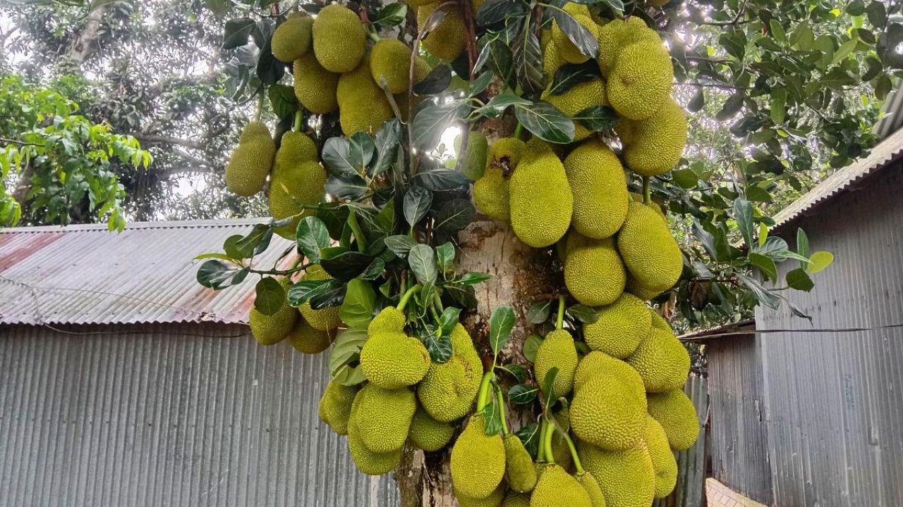 মধুপুরের লাল মাটিতে কাঁঠালের বাম্পার ফলন