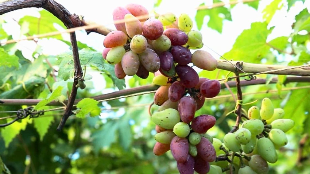 চাকরির পেছনে না ছুটে আঙুর চাষে তিন বন্ধুর বাজিমাত