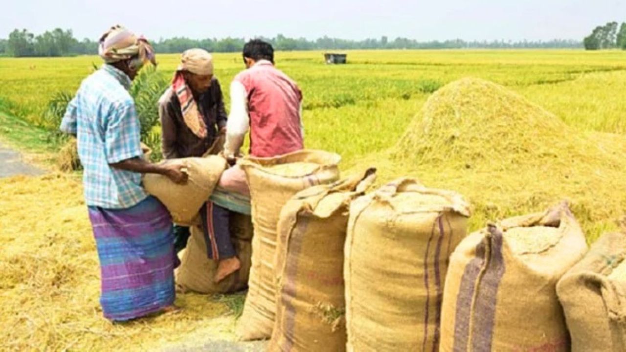 সরকারি গুদামে ধান দিতে পারছেন না কৃষক, নামমাত্র মূল্যে কিনছেন ফড়িয়ারা