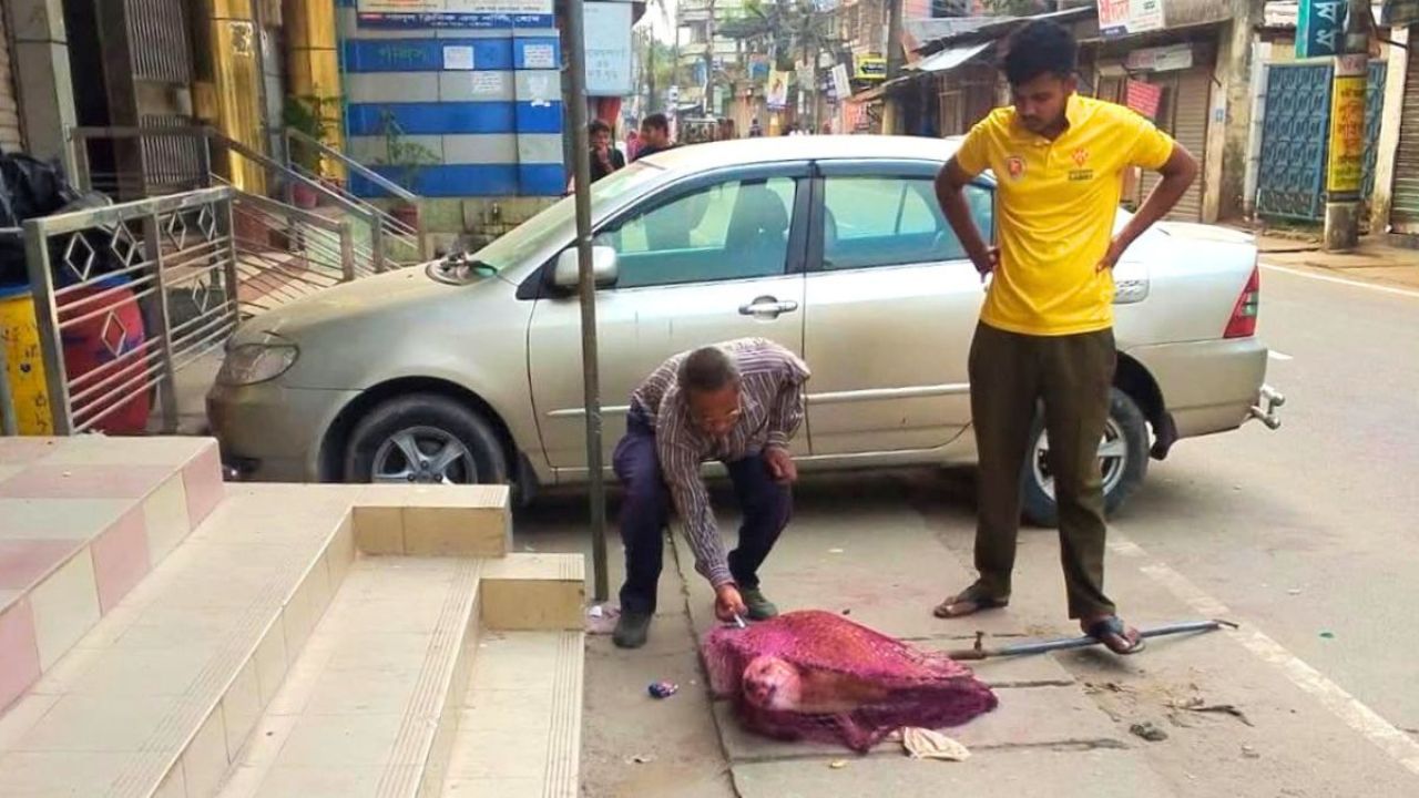 জলাতঙ্ক রুখতে গাইবান্ধায় কুকুরের গণটিকাদান শুরু