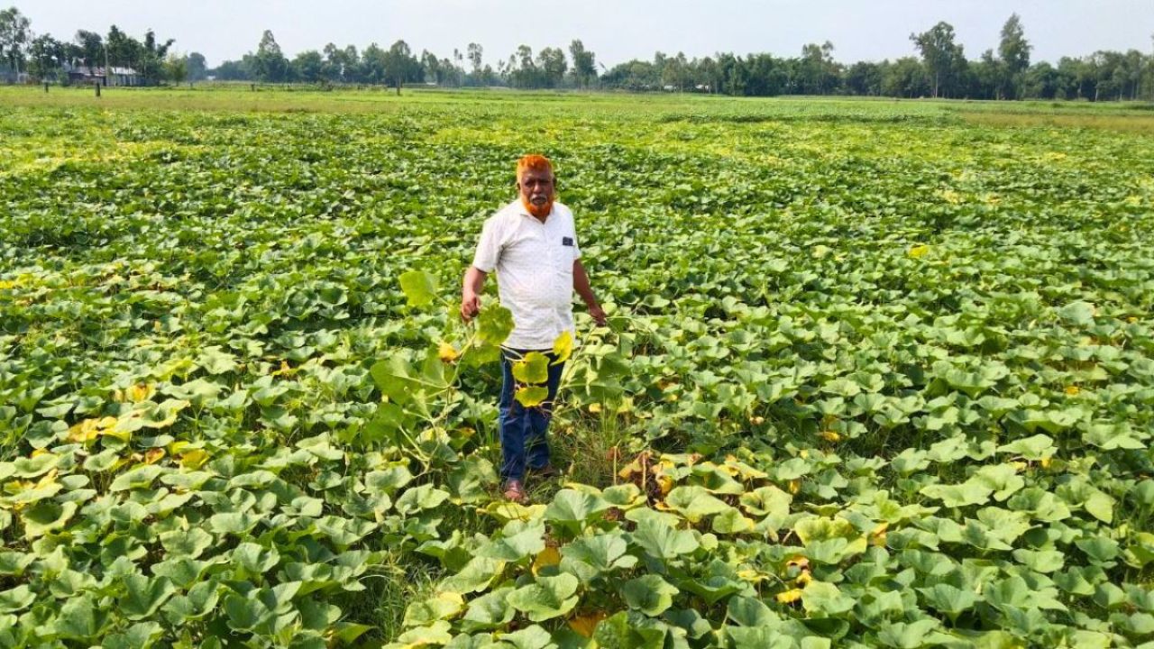 স্বপ্ন ভেঙে দিশেহারা পঞ্চগড়ের কৃষি উদ্যোক্তা সাজ্জাদ