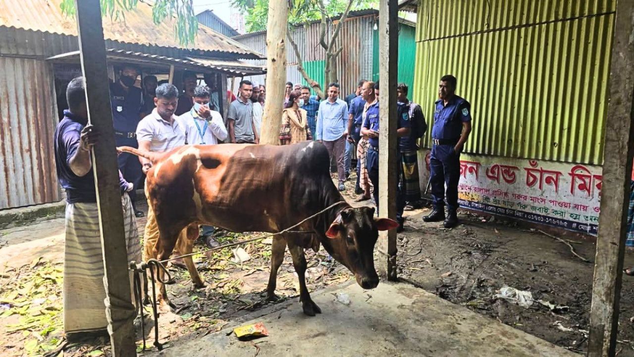 এলেঙ্গায় অসুস্থ গরু জবাইয়ের দায়ে জরিমানা