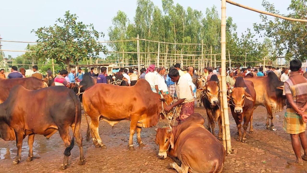 রংপুর বিভাগে ২০ লাখ কোরবানির পশু প্রস্তুত, উদ্বৃত্ত পৌনে ৬ লাখ
