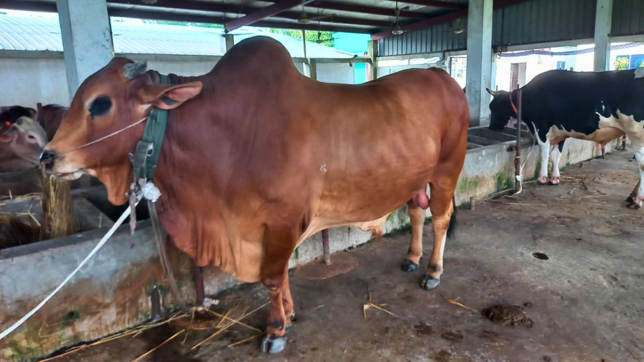 হবিগঞ্জে চাহিদার চেয়ে বেশি কোরবানির পশু