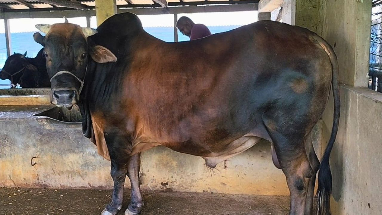 কোমরপুর খামারে আলোচনার শীর্ষে ‘লাল বাহাদুর’