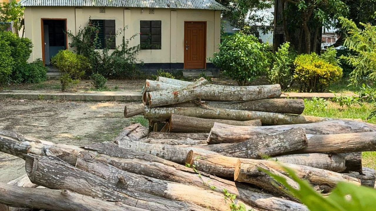 বোয়ালমারীতে খাল খননের নামে বৃক্ষ নিধন, শিক্ষকের বাড়ি থেকে ৬০ গুঁড়ি জব্দ