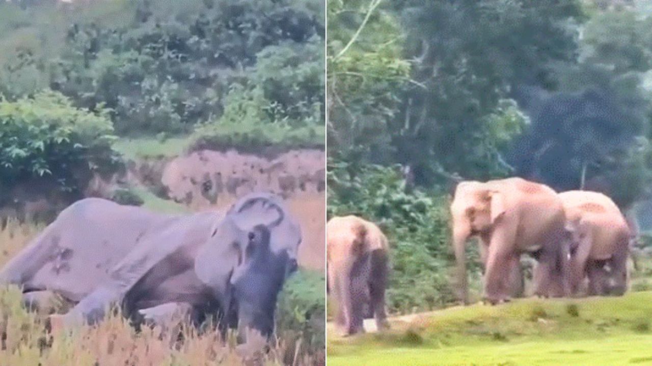 খাদ্যের অভাবে মারা যাওয়া হাতির পাশে শোকাতুর সঙ্গীদের গর্জন