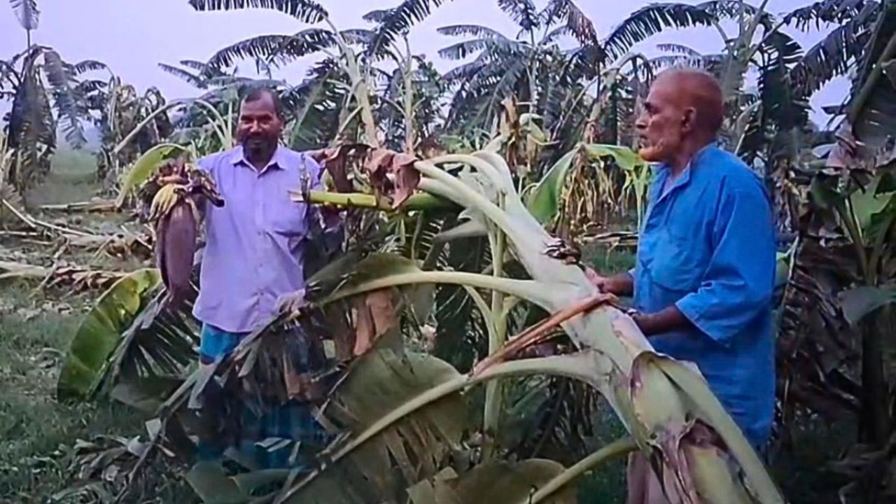 চুয়াডাঙ্গায় দুর্বৃত্তদের হাতে কৃষকের স্বপ্নভঙ্গ