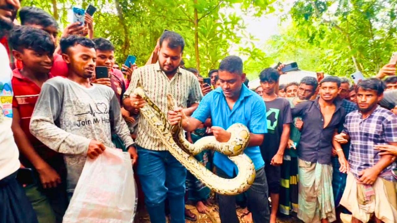 ঘরে বিশাল অজগর, উৎসুক মানুষের ভিড়