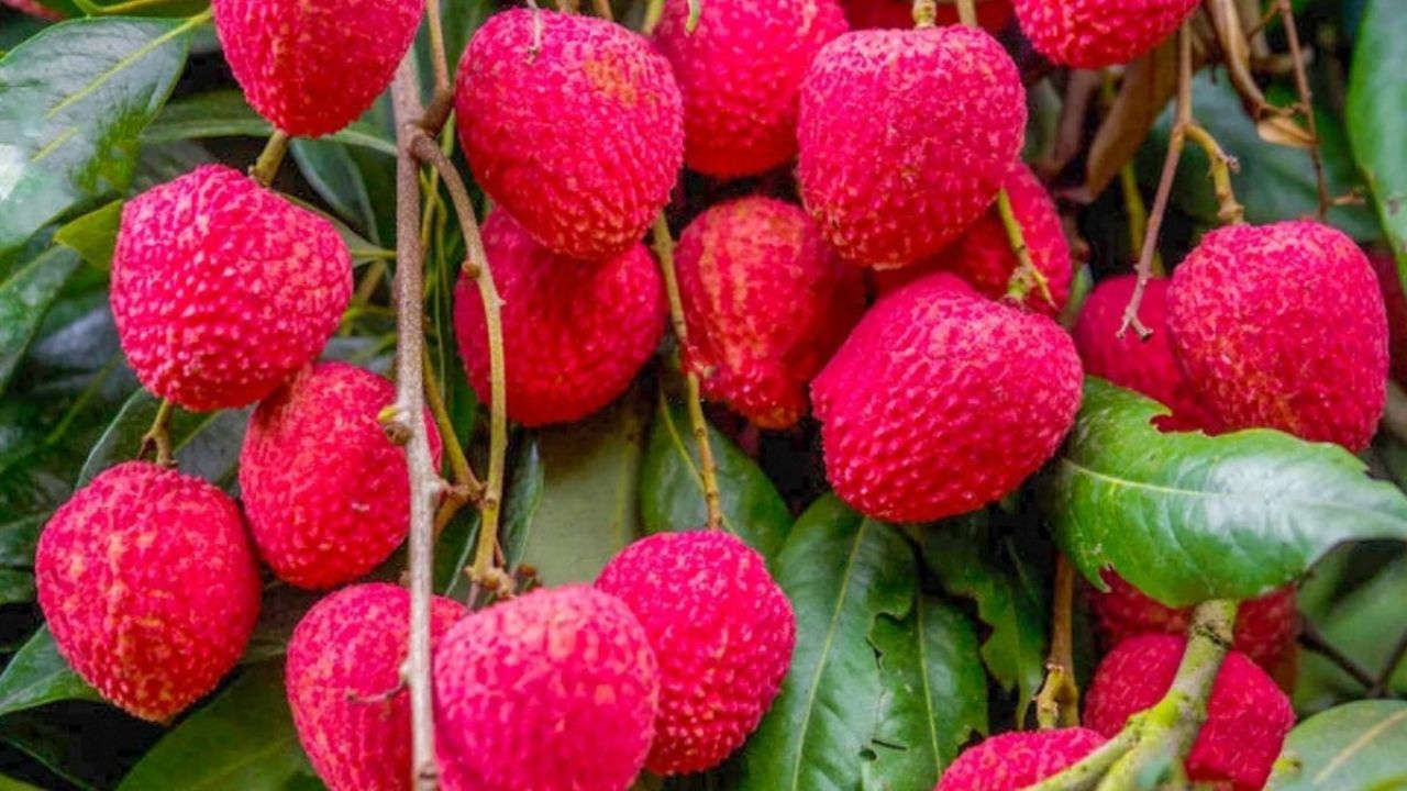 স্বাদ ও গন্ধে অনন্য বিজয়নগরের লিচু