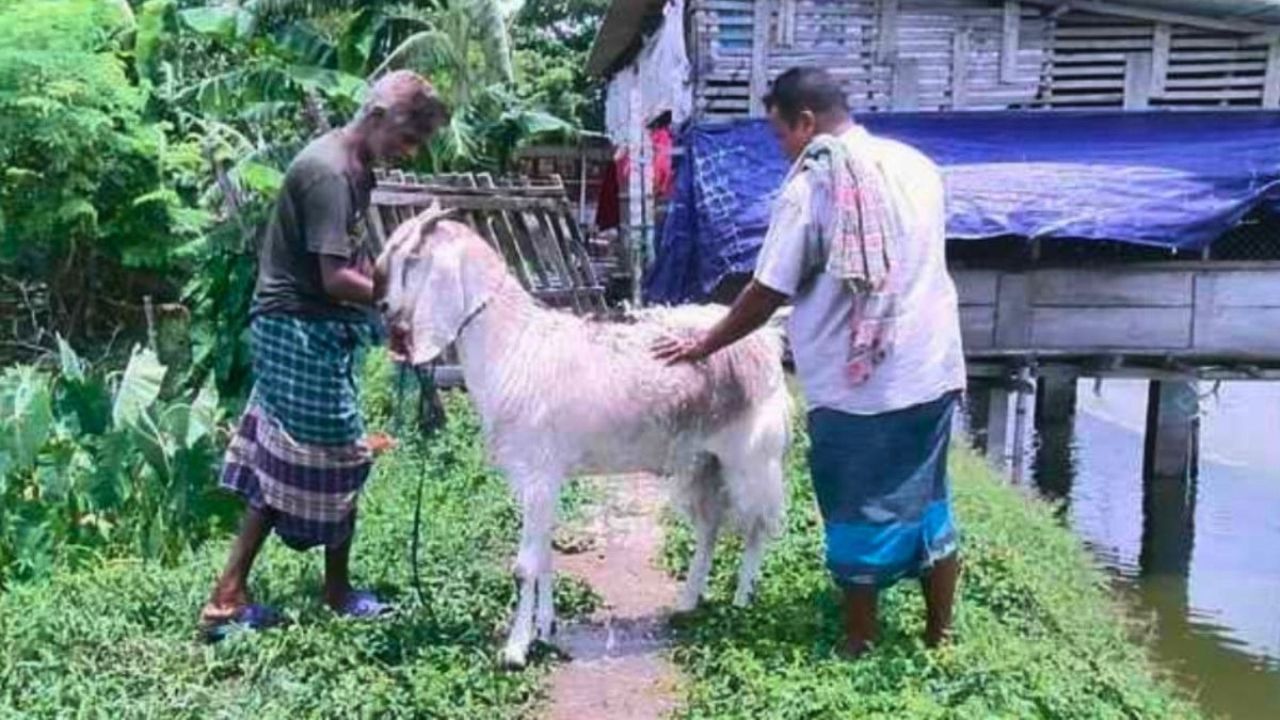 মেরিন ইঞ্জিনিয়ারের খামারে ৭৬ কেজির ছাগল