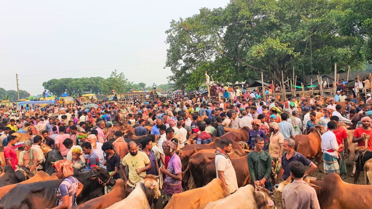 চুয়াডাঙ্গায় জমে উঠেছে পশুরহাট