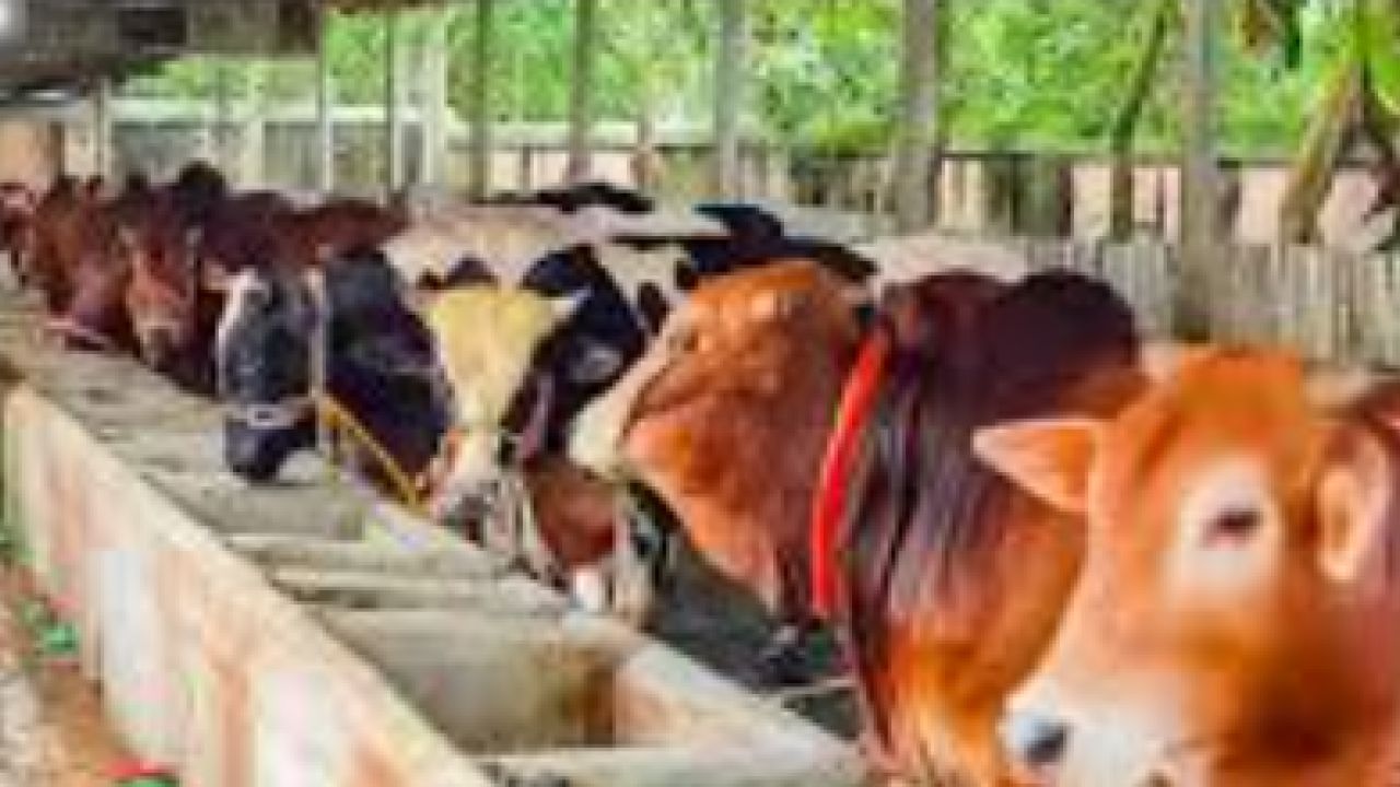 ডিএসসিসিতে পৌনে দুই লাখ পশু জবাইয়ের সম্ভাবনা