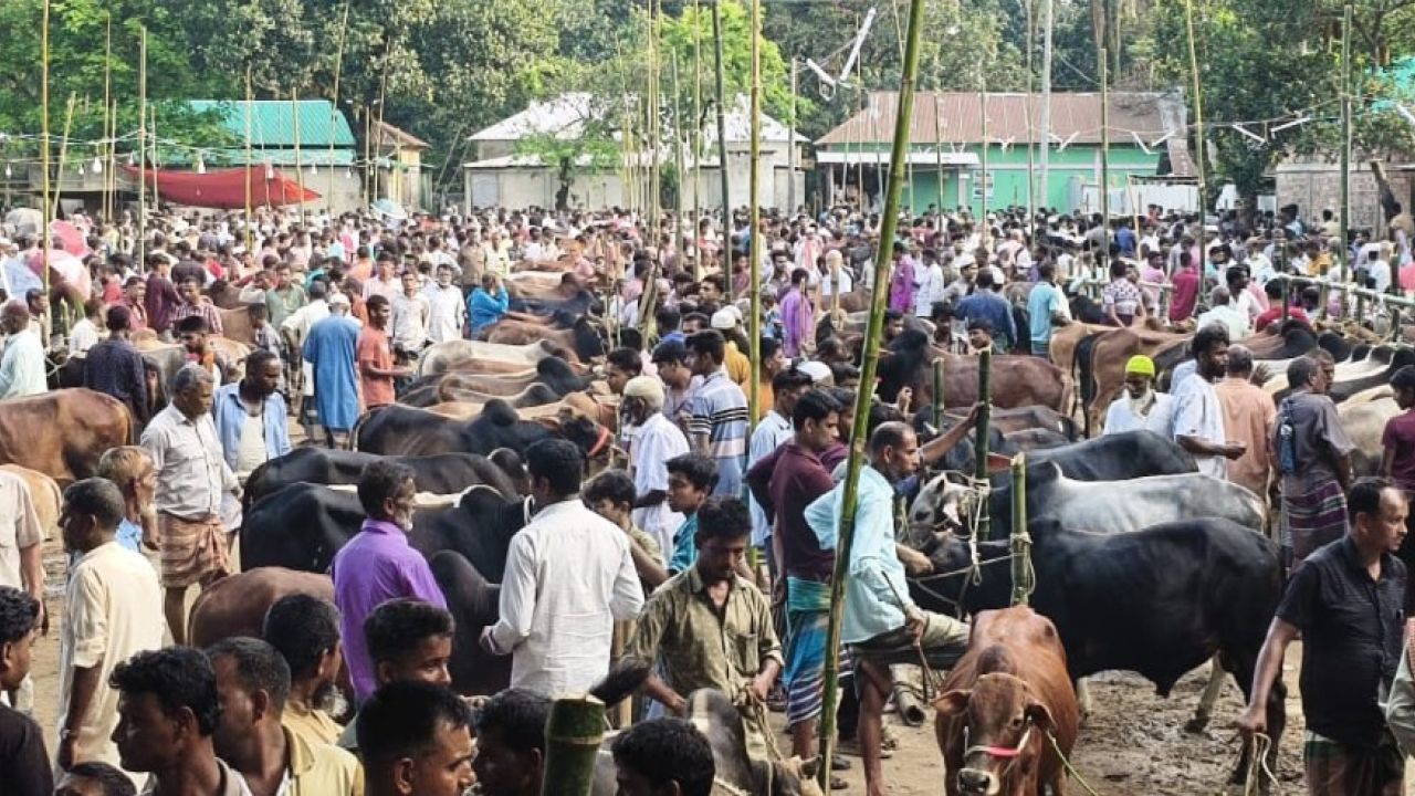 সুনামগঞ্জে চাহিদার চেয়ে বেশি পশু, জমছে হাট
