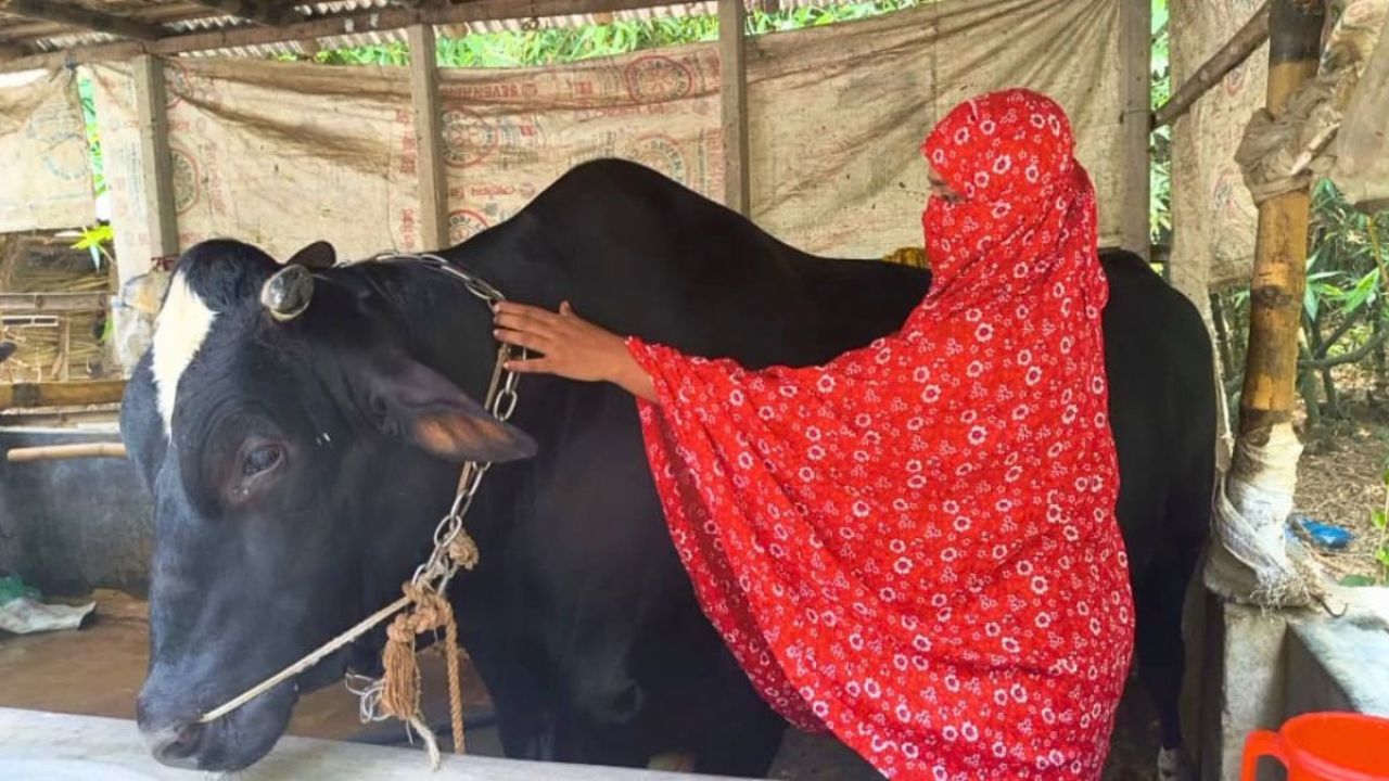 প্রবাসীর স্ত্রীর যত্নে বেড়ে উঠেছে মনা, দাম হাঁকছেন ১০ লাখ