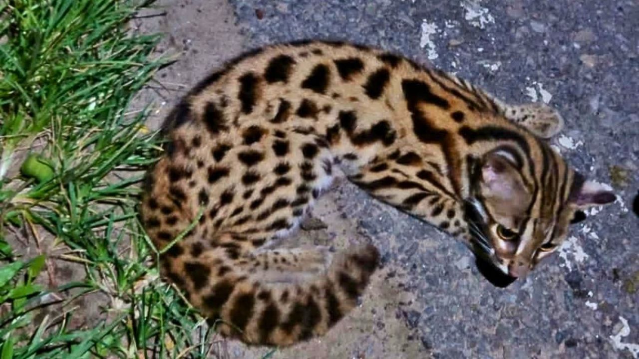 শ্রীমঙ্গলে মহাবিপন্ন চিতা বিড়াল উদ্ধার