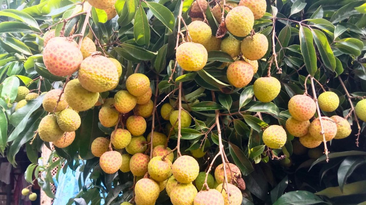 চায়না থ্রি লিচু চাষে গারো নারীর সাফল্য