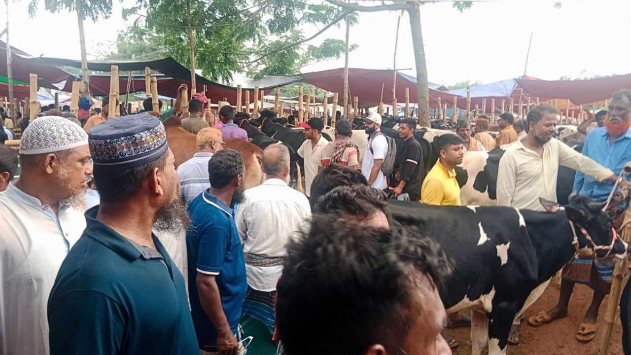 হরগজ হাটে দেশি গরুর বিপুল সরবরাহ, গরমে ভোগান্তি