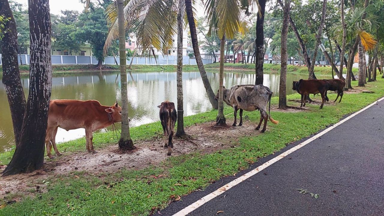 সীমান্তে জব্দ করা গরু নিলামে বিক্রি