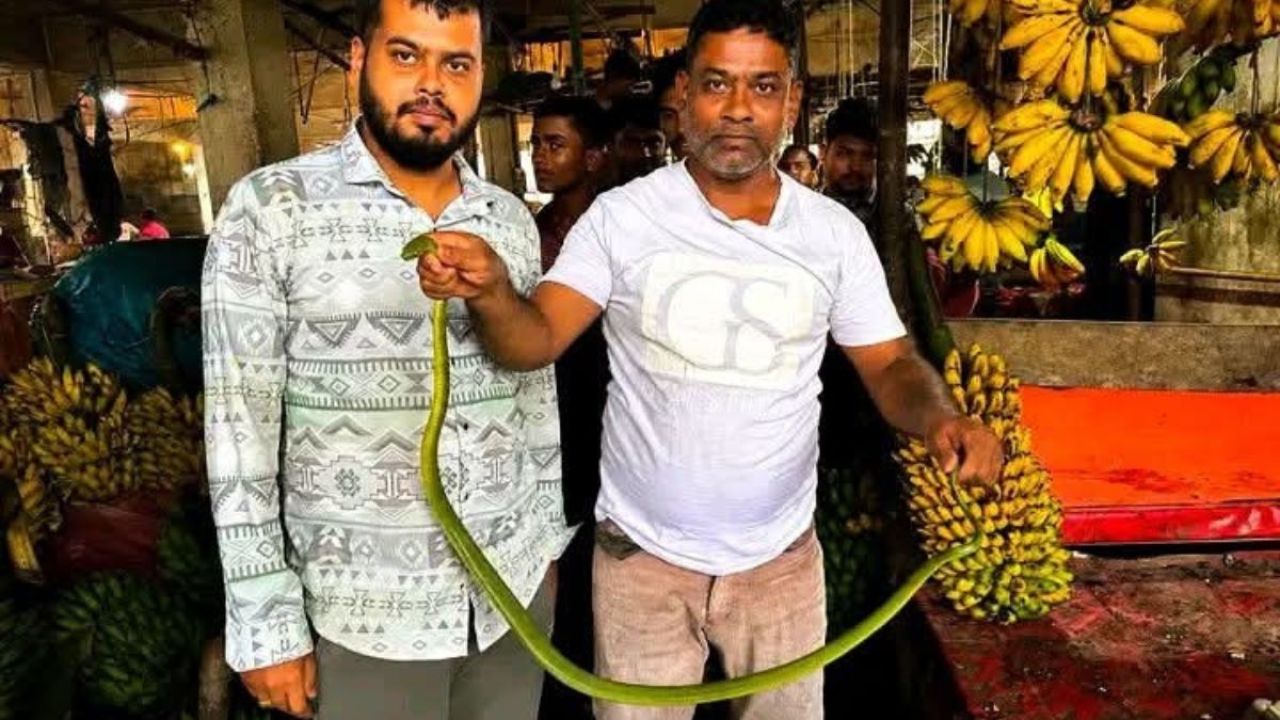 শ্রীমঙ্গলে বিরল ফণিমনসা সাপ উদ্ধার