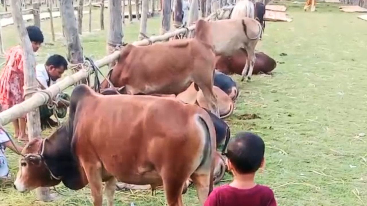 নেছারাবাদে ৪ পশুর হাটের খাজনা মওকুফ করলেন মন্ত্রী