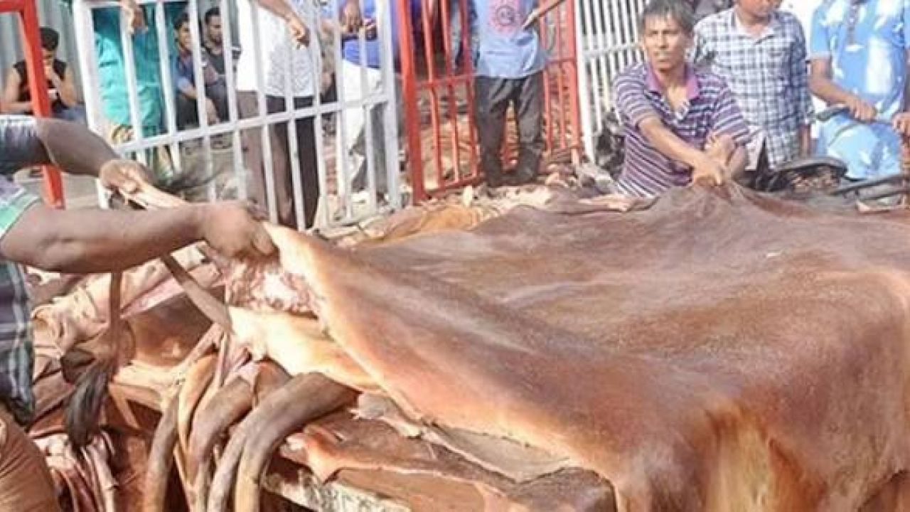 কোরবানির পশুর চামড়ার দাম নিয়ে এবারও শঙ্কা