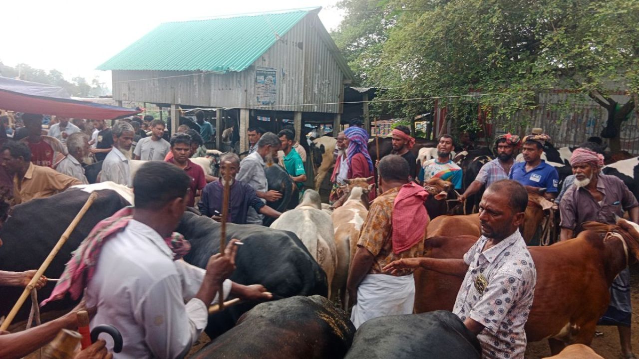 সাটুরিয়ার ঐতিহ্যবাহী হরগজ পশুর হাট জমে উঠেছে