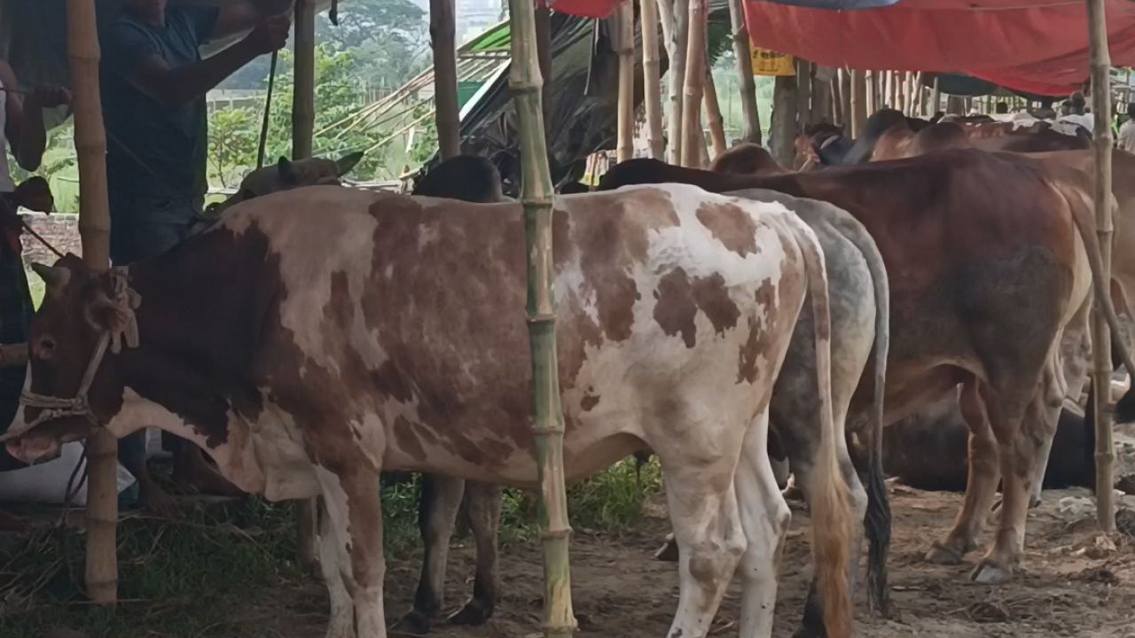 ক্রেতা-বিক্রেতার মনস্তাত্ত্বিক লড়াই: পশুর সংকট নেই, শংকা ফিরে যাবেন অনেকেই