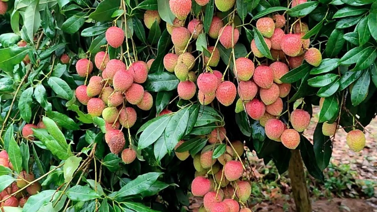 লিচুর রাজধানী বিজয়নগরে কোটি টাকার বাণিজ্য