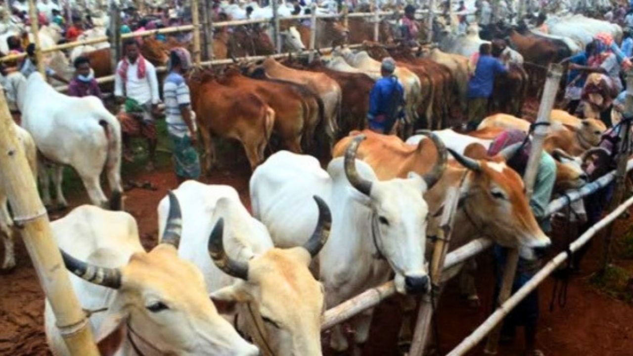 ‘বড় ভাইদের’ চাঁদা না দিলে চলে না পশুবাহী ট্রাক, পথে পথে ভোগান্তি