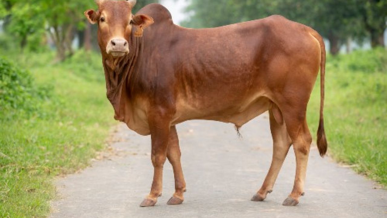 গরু নিয়ে রাজনীতি