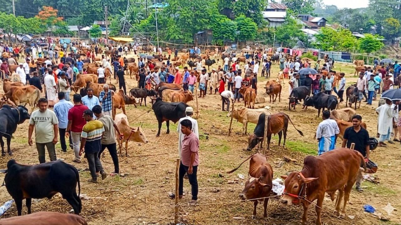 শেষ মুহূর্তে জমে উঠেছে নাইক্ষ্যংছড়ির পশুর হাট