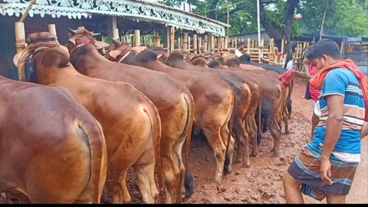 ফরিদপুরে শেষ মুহূর্তে জমে উঠেছে পশুর হাট