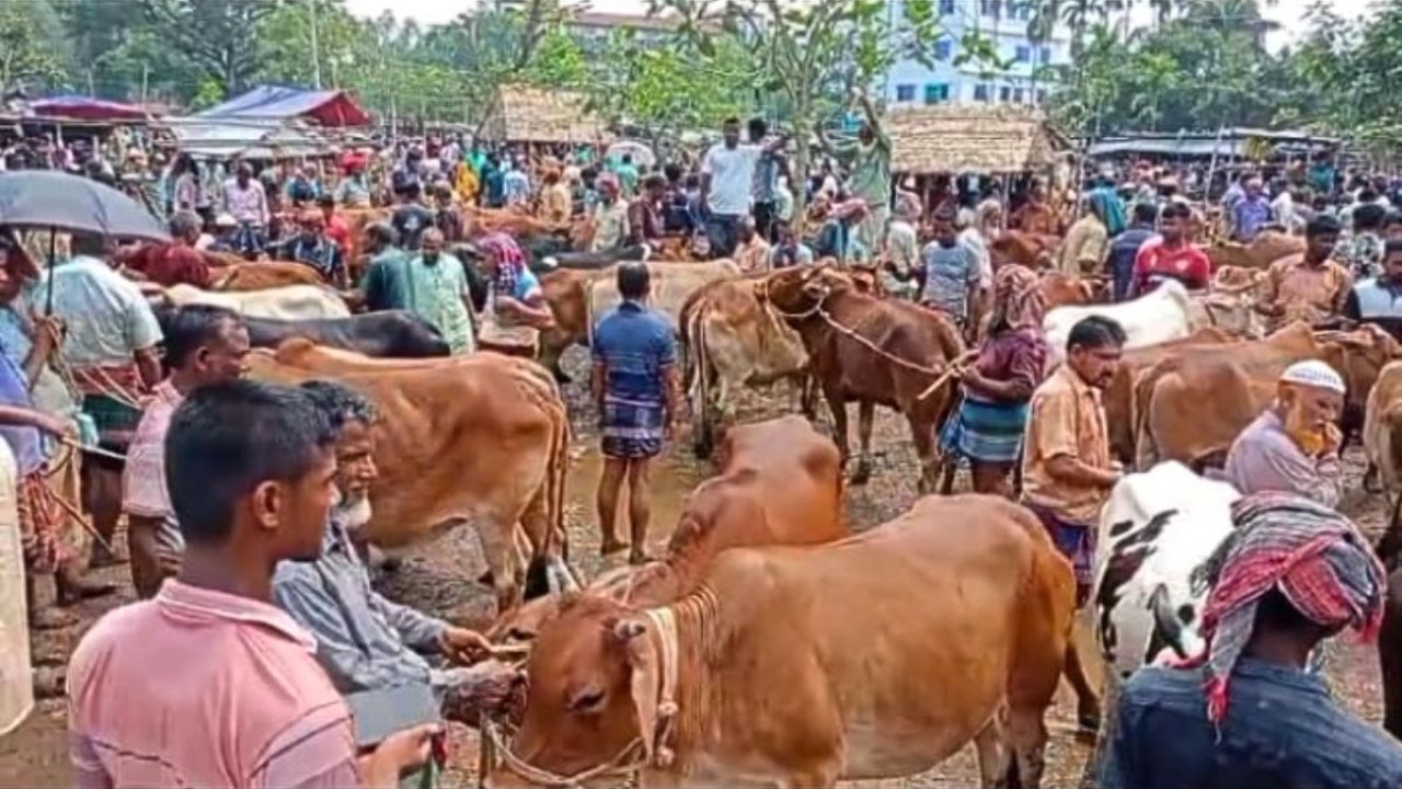 দিনাজপুরে পশুর হাটে মন্দাভাব