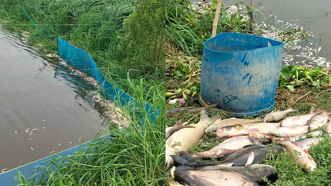 মহেশপুরে বিষ দিয়ে লাখ লাখ টাকার মাছ নিধন