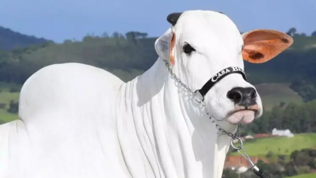 বিশ্বজুড়ে হৈচৈ ফেলা গরু, দাম ৫৯ কোটি টাকা!