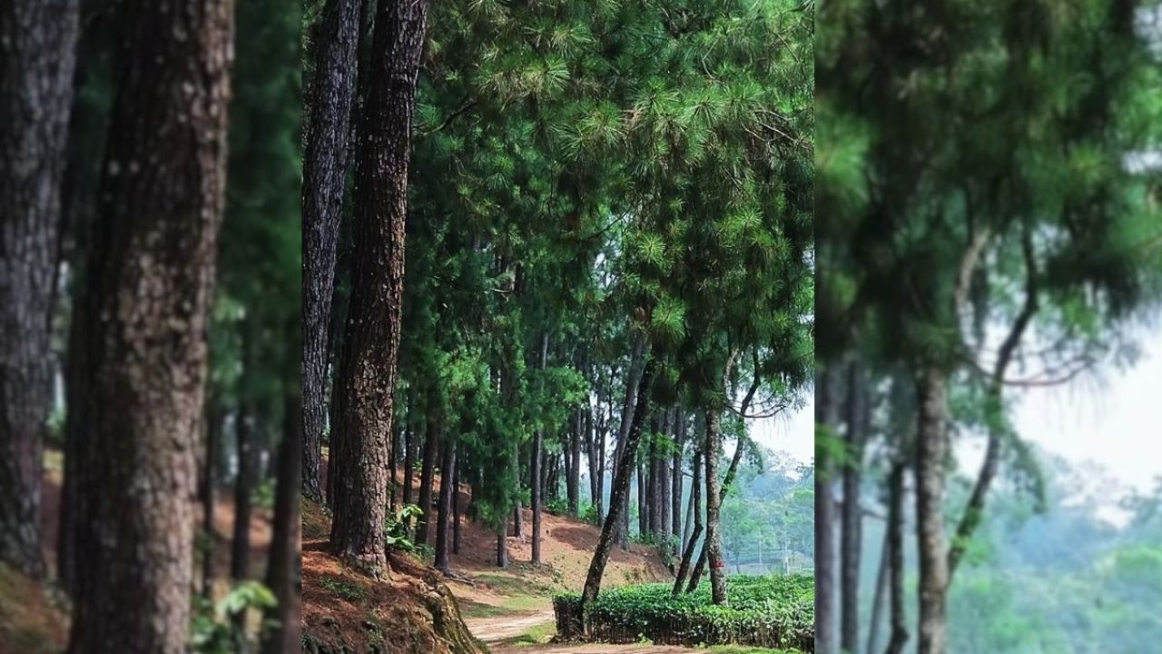 শ্রীমঙ্গলের নতুন আকর্ষণ মনোরম পাইন বন