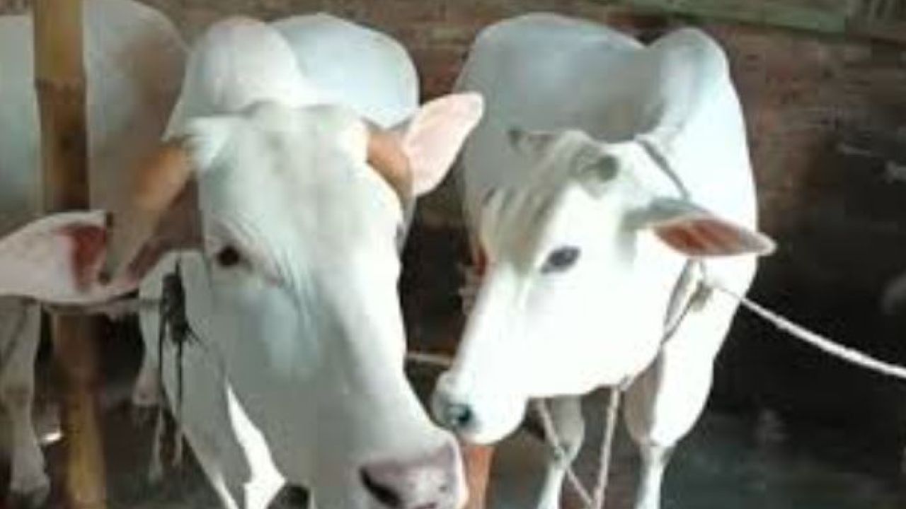 মিরকাদিমের ৩০ টাকার গরুতে পুরান ঢাকার কোরবানি