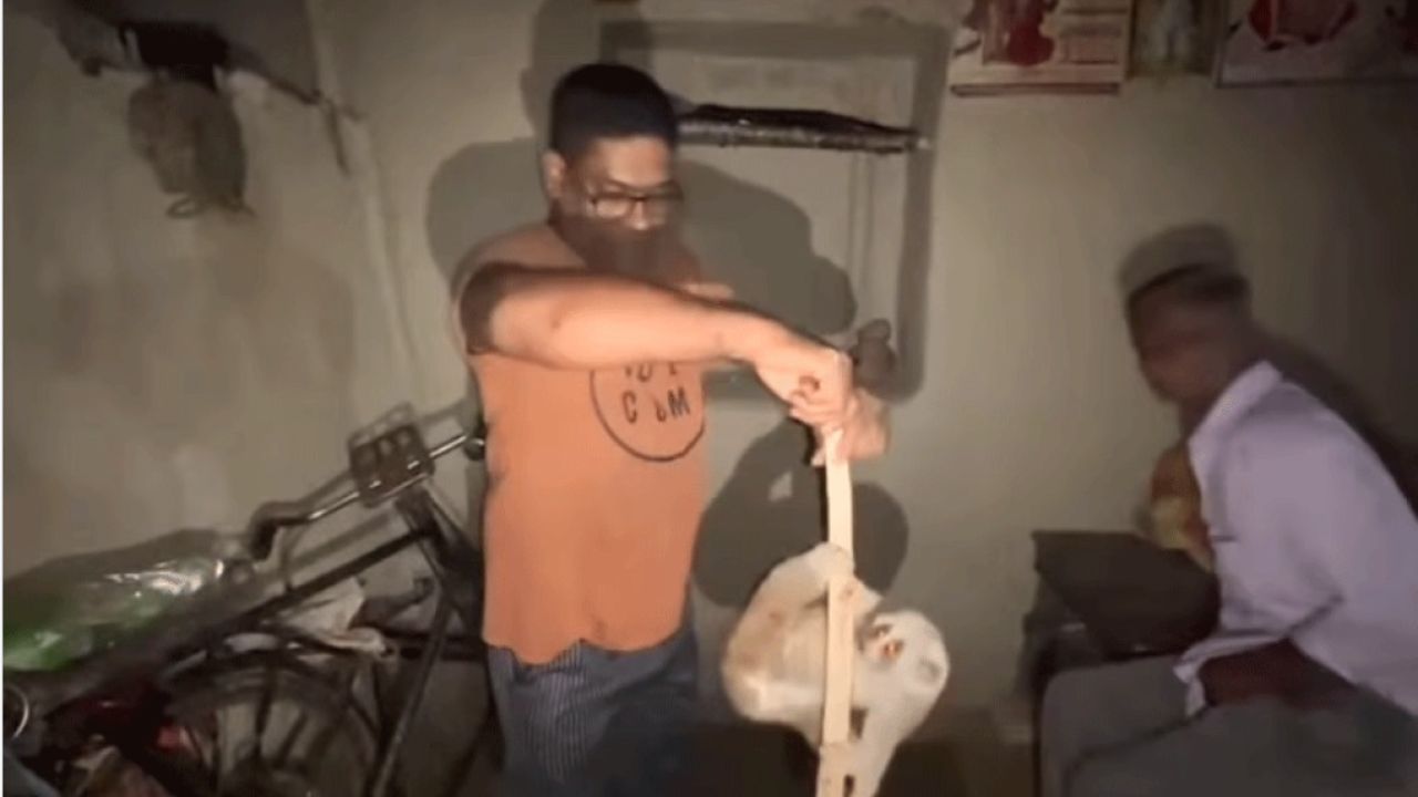 শ্রীমঙ্গলে উদ্ধার লজ্জাবতী বানর