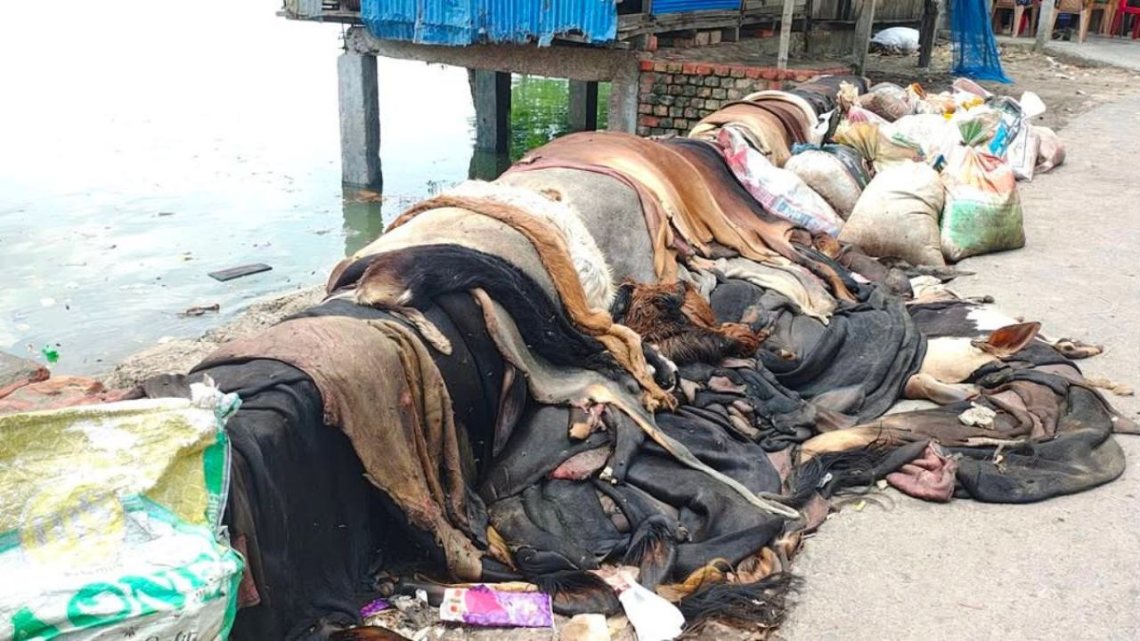 শ্যামনগরে অবিক্রিত চামড়া নিয়ে বিপাকে এলাকাবাসি