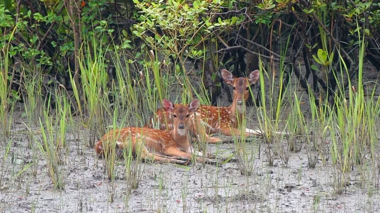 হরিণের সংখ্যা বাড়লেও থামছে না চোরাশিকার