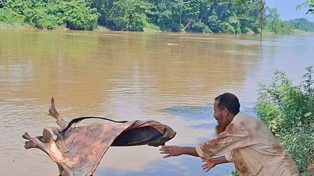 পচে যাওয়া চামড়া নদীতে ফেলছেন ব্যবসায়ীরা