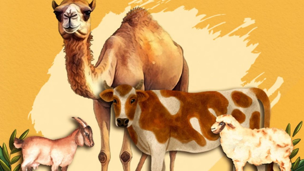বেশি কোরবানি ঢাকা-রাজশাহীতে, উদ্বৃত্ত পশু ২৯ লাখ