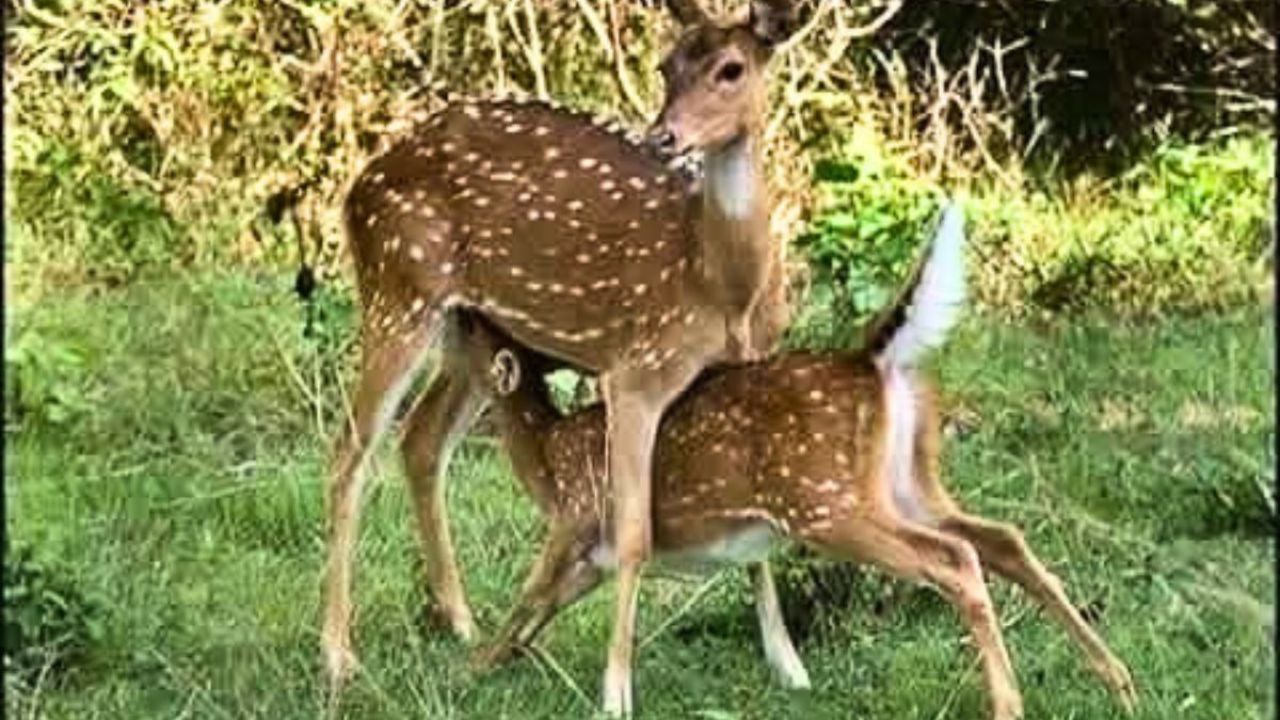 সুন্দরবনে হরিণ ধরার ফাঁদসহ ট্রলার জব্দ