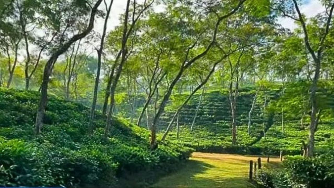 প্রকৃতির মায়াবী হাতছানি হবিগঞ্জের চুনারুঘাটে