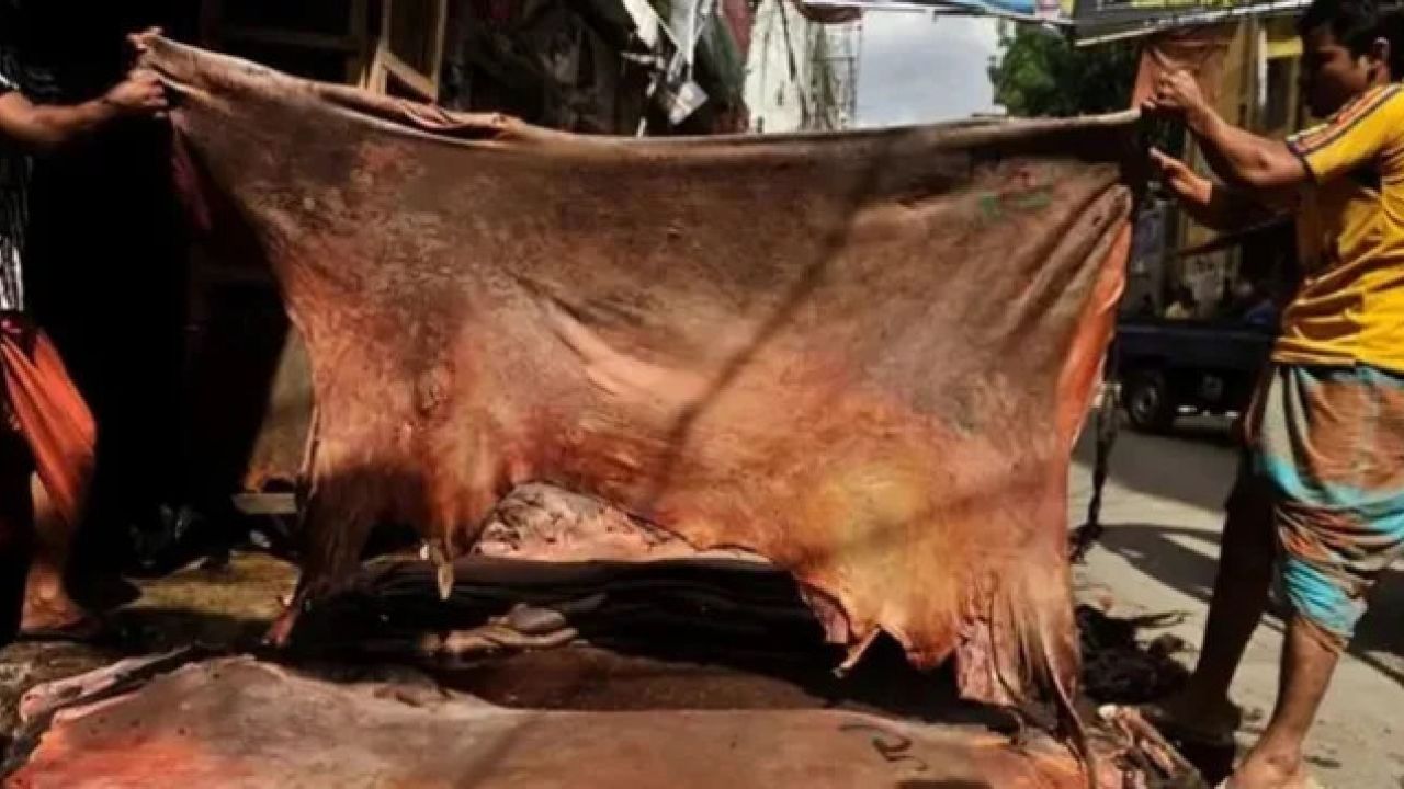 গ্রামে ঈদ এবং কোরবানির চামড়া