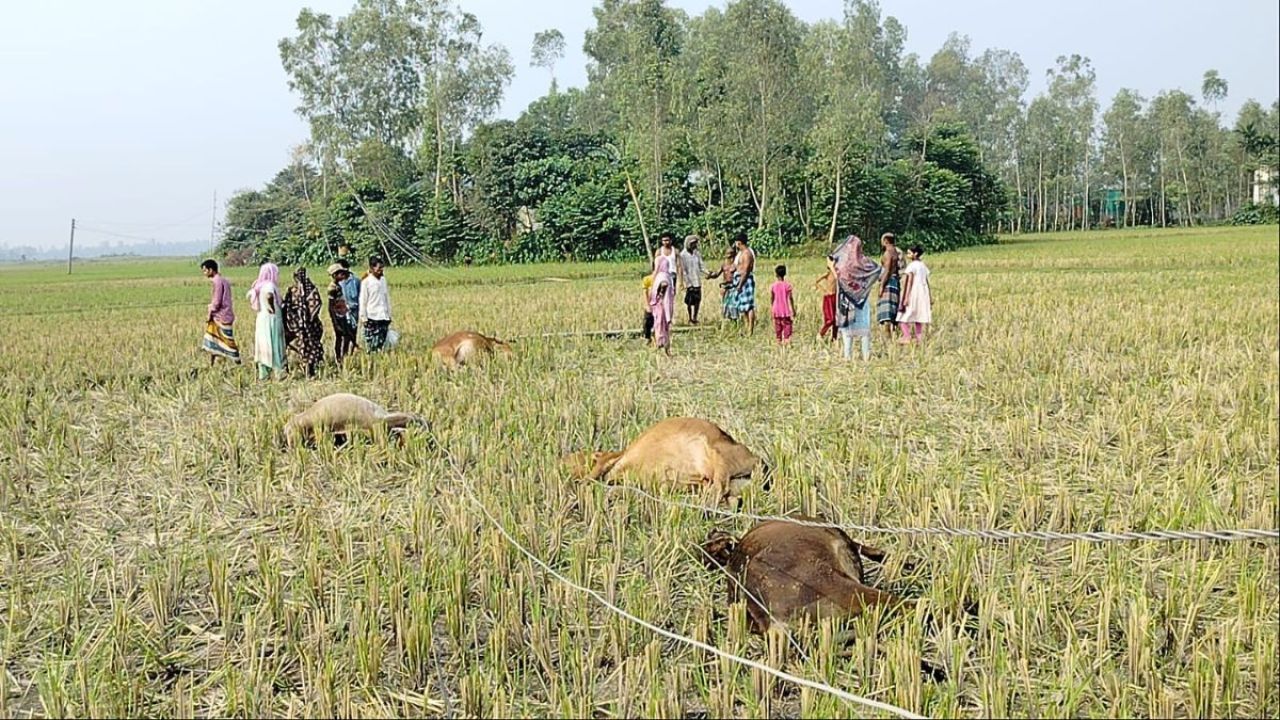 ঝুঁকিপূর্ণ বিদ্যুৎ লাইনে প্রাণ গেল ৫ গরুর